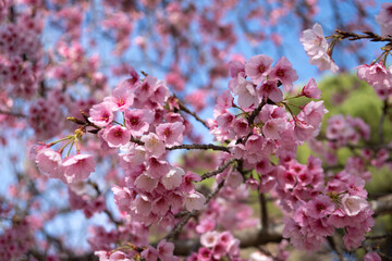  Close up pink cherry blossom in spring