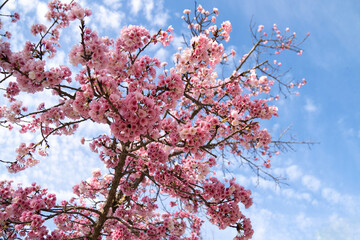 Cherry blossom in spring on blue sky background