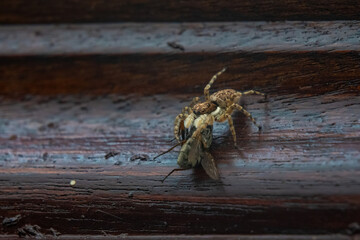 Araña salticidae comiendose una mosca