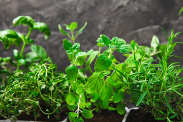 Assorted fresh herbs growing in pots close-up. Green basil, mint. oregano, thyme and rosemary. Mixed fresh aromatic herbs.Set of culinary herbs.