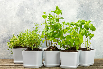 Assorted fresh herbs growing in pots against a blue wall.Close-up. Green basil, mint. oregano, thyme and rosemary. Mixed fresh aromatic herbs in pots.Set of culinary herbs.Copy space.Gardening concept