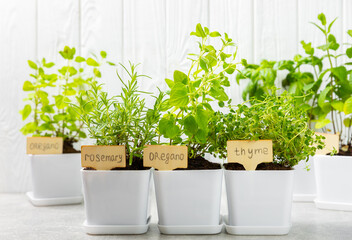 Assorted fresh herbs growing in pots against a white wall.Close-up. Green basil, mint. oregano, thyme and rosemary. Mixed fresh aromatic herbs in pots.Set of culinary herbs.Copy space.Gardening concep