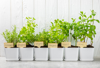 Assorted fresh herbs growing in pots against a white wall.Close-up. Green basil, mint. oregano,...