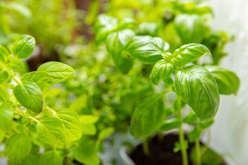 Fresh fragrant basil leaves close-up. Assorted fresh herbs growing in pots. Green basil, mint....