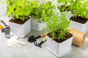 Assorted fresh herbs growing in pots on a gray tabletop background. Green basil, mint. oregano, thyme and rosemary.Mixed fresh aromatic herbs in pots.Set of culinary herbs.Copy space.Gardening concept