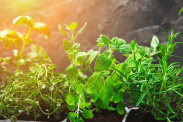 Assorted fresh herbs growing in pots close-up. Green basil, mint. oregano, thyme and rosemary. Mixed fresh aromatic herbs.Set of culinary herbs.