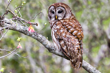 Barred owl looking over its shoulder