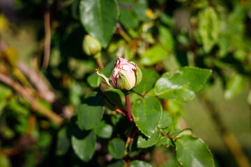 Macro photography of a rose