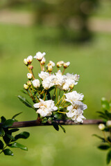 Macro photography of a rose