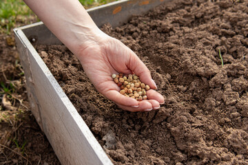 Woman or man holds pea seeds. Natural. Planting peas in the beds. Spring work in the garden concept