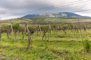 Rows of vineyards on a spring evening. Spring scenic landscape of South Moravia in Czech Republic. Vineyard under the hill of Palava.