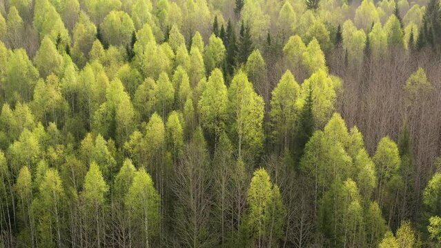 Southern Urals in spring, a view of the mountain taiga from the air.
