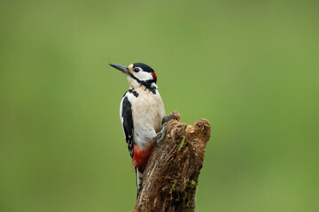 Great Spotted Woodpecker