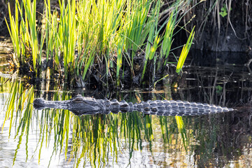 American alligator floating in marsh 