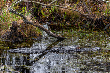 American Alligator floating in swamp
