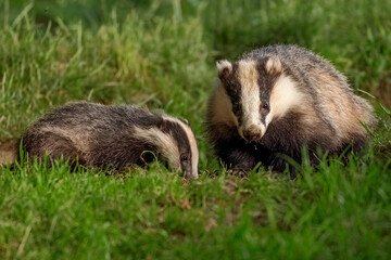 Badger and Cub