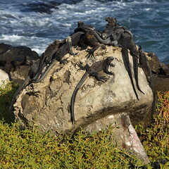 Fototapeta premium Marine Iguanas on a rock in Puerto Ayora on Santa Cruz island of Galapagos islands, Ecuador, South America 