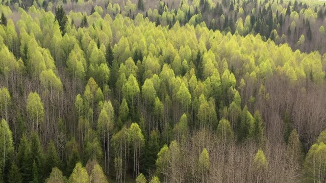 Southern Urals in spring, a view of the mountain taiga from the air.