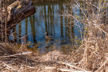 Mallard Hen Swimming On The River In Spring