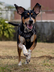 Perra callejera muy feliz corriendo en parque de Costa Rica