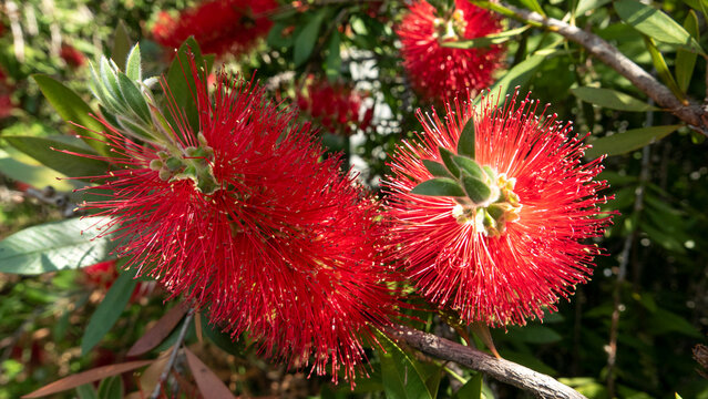 macro di bellissimo e vivido callistemon fiorito a maggio