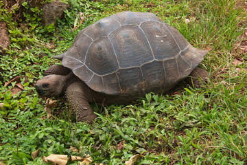 Galapagos tortoise at Santa Rosa on Santa Cruz island of Galapagos islands, Ecuador, South America
