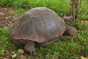 Galapagos tortoise at Santa Rosa on Santa Cruz island of Galapagos islands, Ecuador, South America
