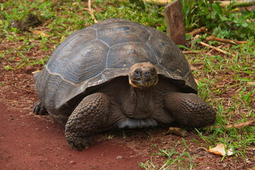 Galapagos tortoise at Santa Rosa on Santa Cruz island of Galapagos islands, Ecuador, South America
