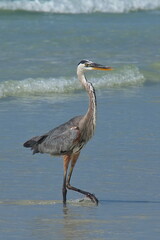 Garza Morena in Puerto Ayora on Santa Cruz island of Galapagos islands, Ecuador, South America
