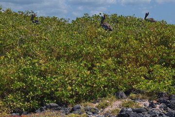 Brown pelicans in Tortuga Bay at Puerto Ayora on Santa Cruz island of Galapagos islands, Ecuador, South America
