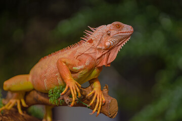 The iguana, also known as the American iguana, is a large, arboreal, mostly herbivorous lizard species of the genus Iguana. It's from Central America, South America, taken at close range. with blurry 