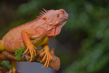 The iguana, also known as the American iguana, is a large, arboreal, mostly herbivorous lizard species of the genus Iguana. It's from Central America, South America, taken at close range. with blurry 