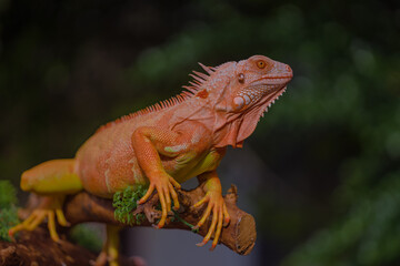 The iguana, also known as the American iguana, is a large, arboreal, mostly herbivorous lizard species of the genus Iguana. It's from Central America, South America, taken at close range. with blurry 