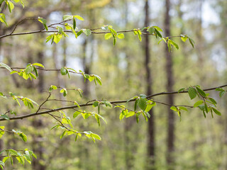 Budding fresh leaves on a twig of forest trees - hornbeam, macro photo, taken in early spring, blurred forest in the background