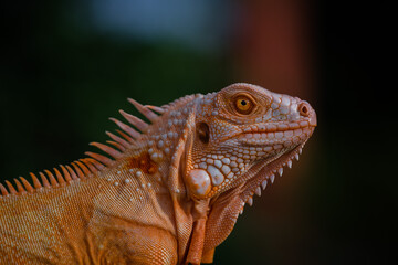 The iguana, also known as the American iguana, is a large, arboreal, mostly herbivorous lizard species of the genus Iguana. It's from Central America, South America, taken at close range. with blurry 