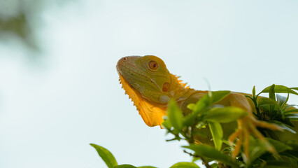 The iguana, also known as the American iguana, is a large, arboreal, mostly herbivorous lizard species of the genus Iguana. It's from Central America, South America, taken at close range. with blurry 