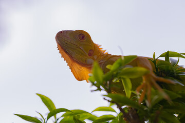 The iguana, also known as the American iguana, is a large, arboreal, mostly herbivorous lizard species of the genus Iguana. It's from Central America, South America, taken at close range. with blurry 