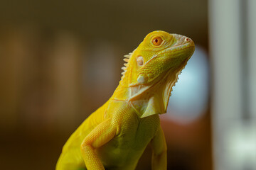 The iguana, also known as the American iguana, is a large, arboreal, mostly herbivorous lizard species of the genus Iguana. It's from Central America, South America, taken at close range. with blurry 