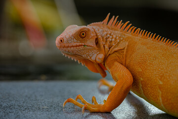 The iguana, also known as the American iguana, is a large, arboreal, mostly herbivorous lizard species of the genus Iguana. It's from Central America, South America, taken at close range. with blurry 