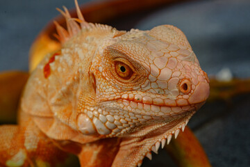 The iguana, also known as the American iguana, is a large, arboreal, mostly herbivorous lizard species of the genus Iguana. It's from Central America, South America, taken at close range. with blurry 