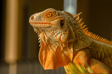 The iguana, also known as the American iguana, is a large, arboreal, mostly herbivorous lizard species of the genus Iguana. It's from Central America, South America, taken at close range. with blurry 