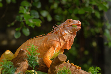 The iguana, also known as the American iguana, is a large, arboreal, mostly herbivorous lizard species of the genus Iguana. It's from Central America, South America, taken at close range. with blurry 
