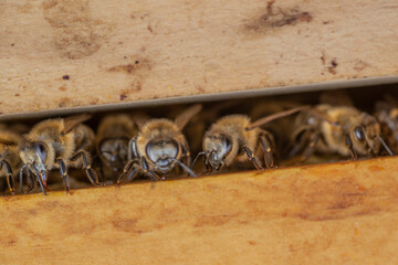 Honey bees in the hive between the frames in a defensive position, macro photo