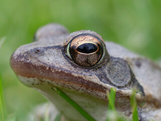 Frog - Rana dalmatina - eye in detail, green background