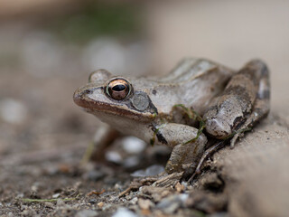 Frog - Rana dalmatina - in detail sits and waits on gravel, preparing to jump