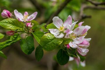 Apple tree flowers in full bloom white - pink, visible stamens with pollen, macro photo with blurred background