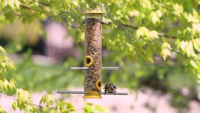 bird feeding on a feeder