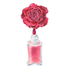 Watercolor illustration.A drop of pink nail polish drips from a rose petal into a bottle of nail polish.Hand drawn isolated clip art on white background.For manicure salons to create stickers,posters