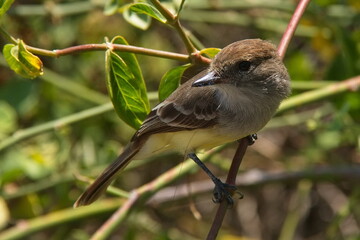 Galapagos flycatcher in Puerto Ayora on Santa Cruz island of Galapagos islands, Ecuador, South America
