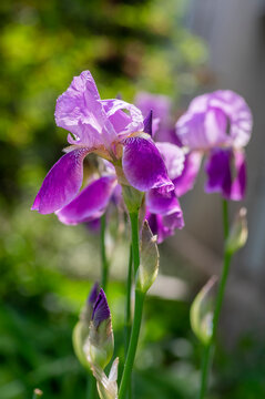 Iris germanica ornamental flowers in bloom, beautiful tall flowering Siberian flag plants in garden